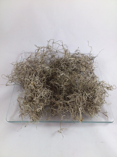 Tillandsia mos 25 gr. naturel